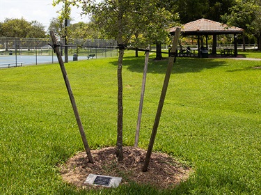Tree Memorial Example Close-up
