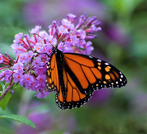Butterfly-Garden-Backyard-Habitat.jpg