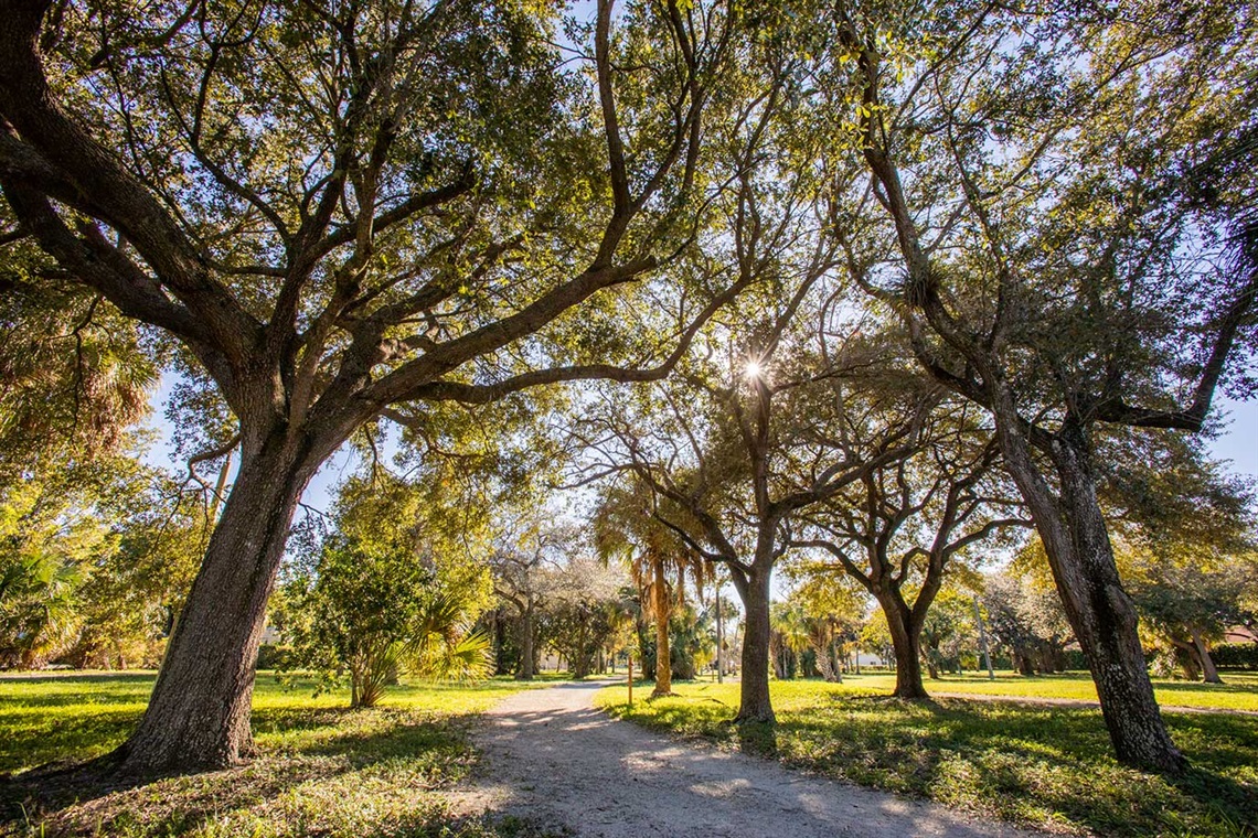 trees